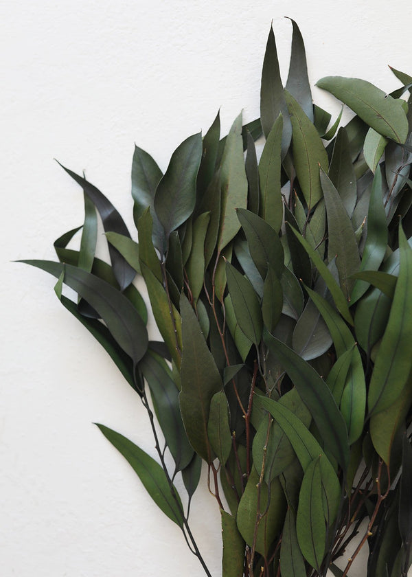 Preserved Dark Green Willow Eucalyptus