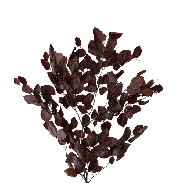 Preserved Copper Beech Bunch - Burgundy