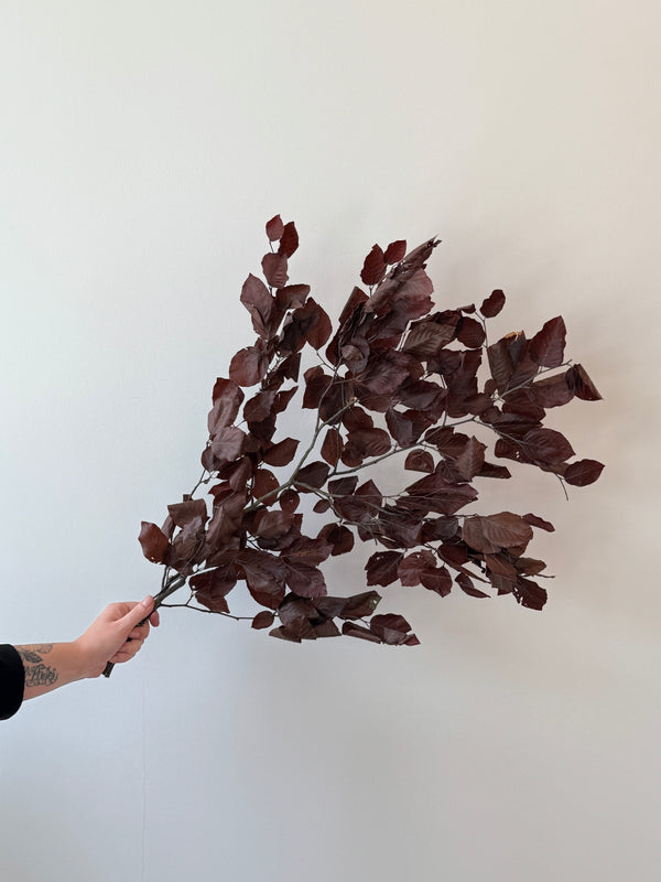 Preserved Copper Beech Bunch - Burgundy