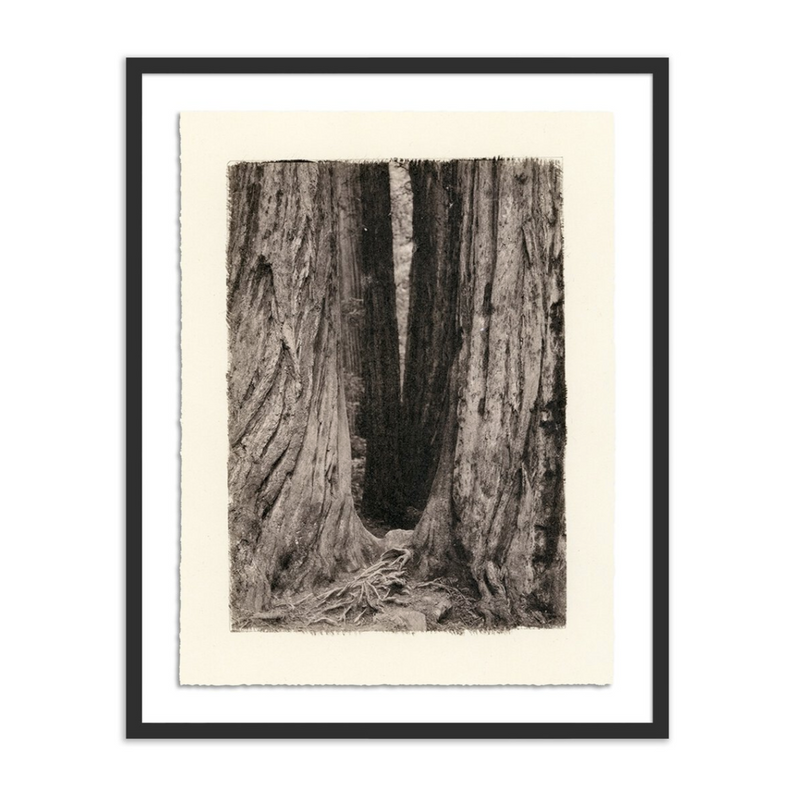 Redwoods Magical Portal by Platinum Revival