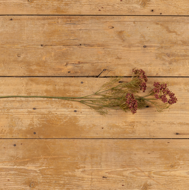 28" Burgundy Queen Anne Lace Spray