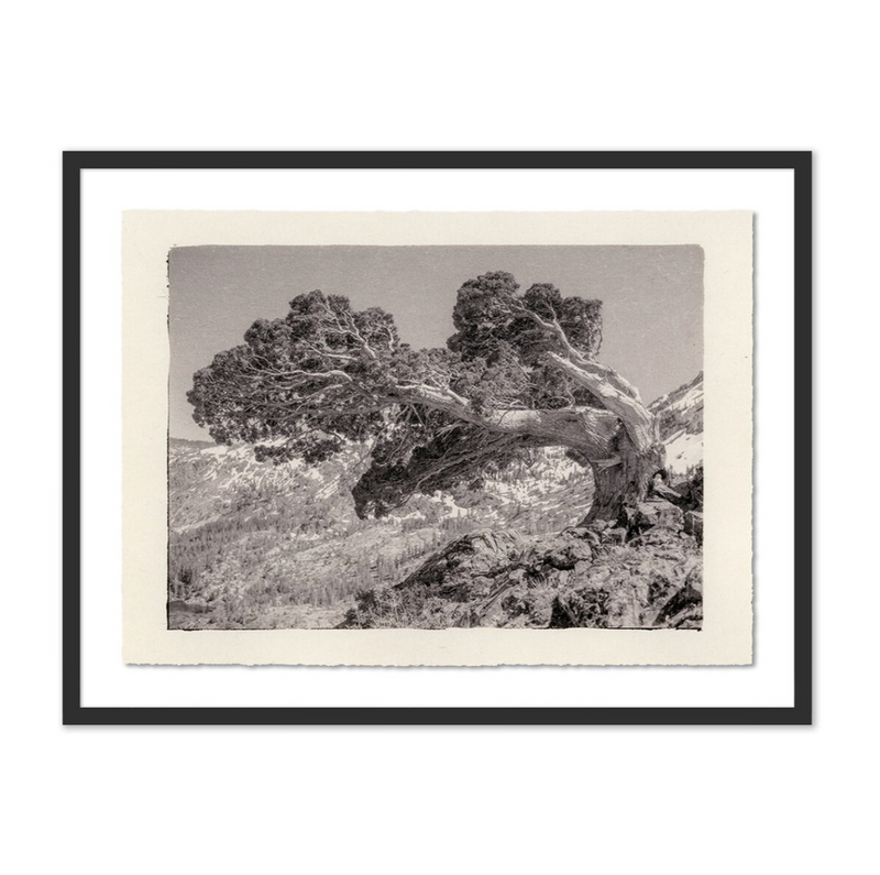 Juniper Gampi by Platinum Revival