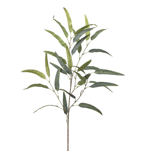 Long Leaf Eucalyptus Stem