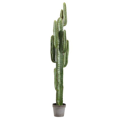 5' Cactus Tree