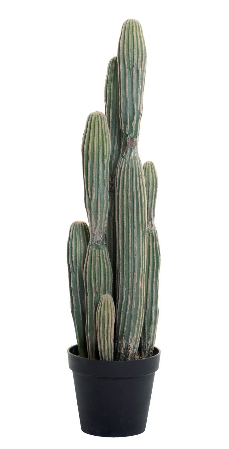 3&rsquo; Cereus Cactus