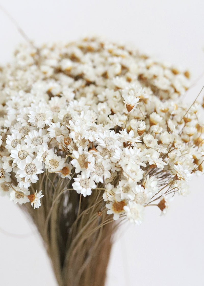 Star Flower Preserved White Bleached