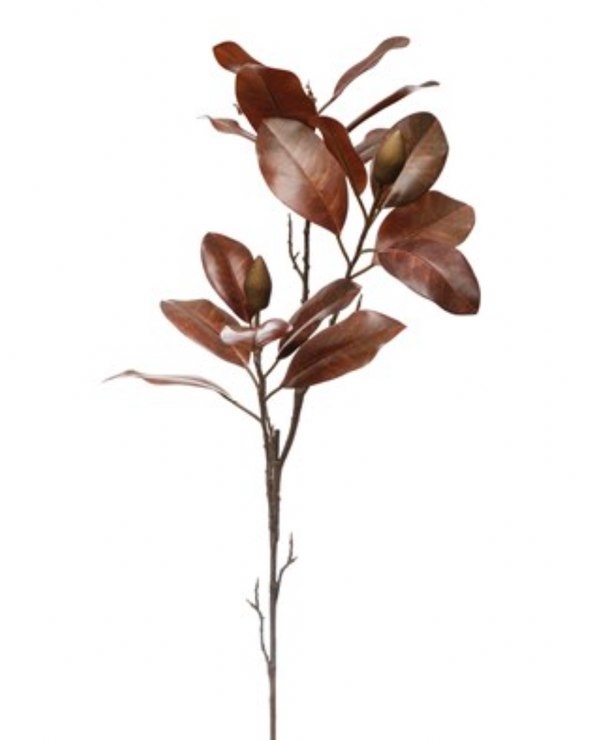 Magnolia Leaf Brown Stem