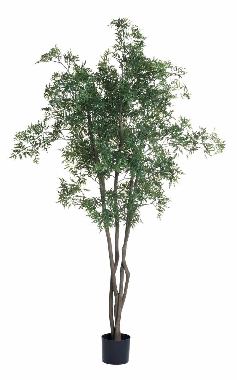 6' Ming Aralia Tree
